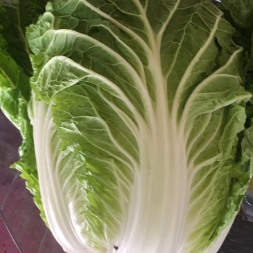 50亩玲珑黄黄心白菜上市了