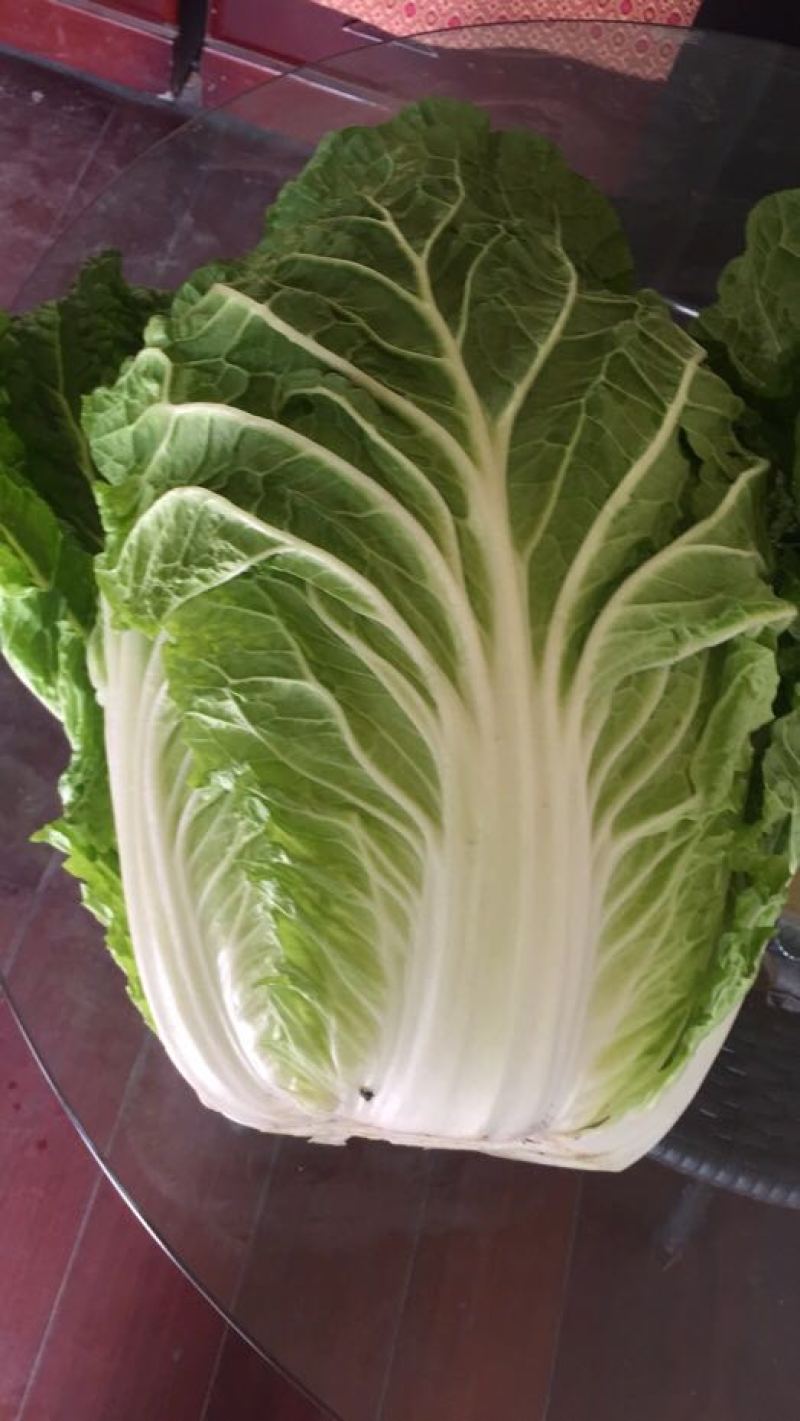 50亩玲珑黄黄心白菜上市了