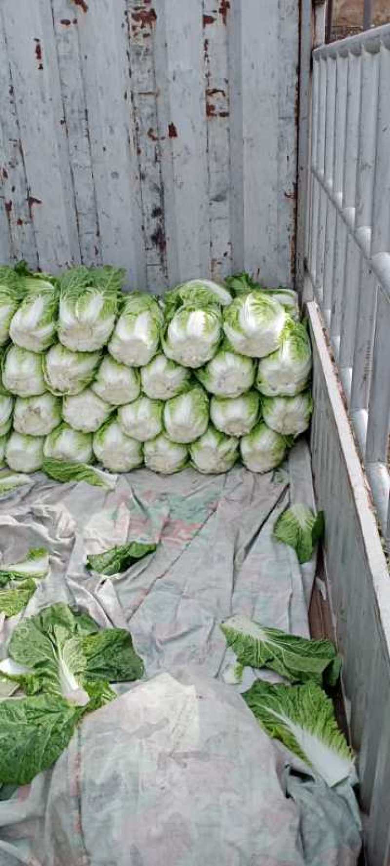 50亩玲珑黄黄心白菜上市了