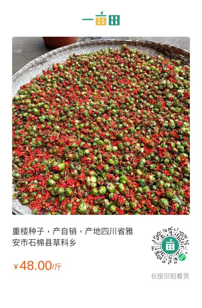 重楼种籽，带壳，净籽，都有本人以个人农户种植重楼，白及，