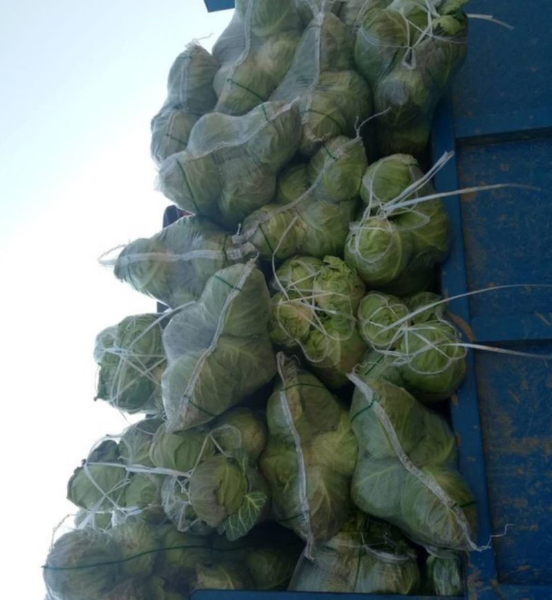 精品甘蓝，专业种植合作社，货源稳定，欢迎采购咨询