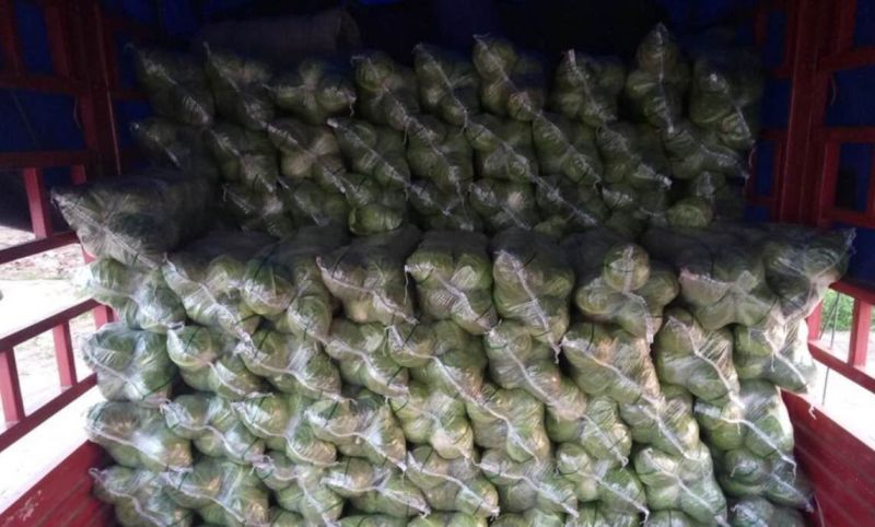 精品甘蓝，专业种植合作社，货源稳定，欢迎采购咨询