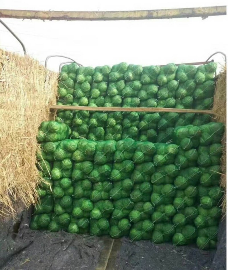 精品甘蓝，专业种植合作社，货源稳定，欢迎采购咨询