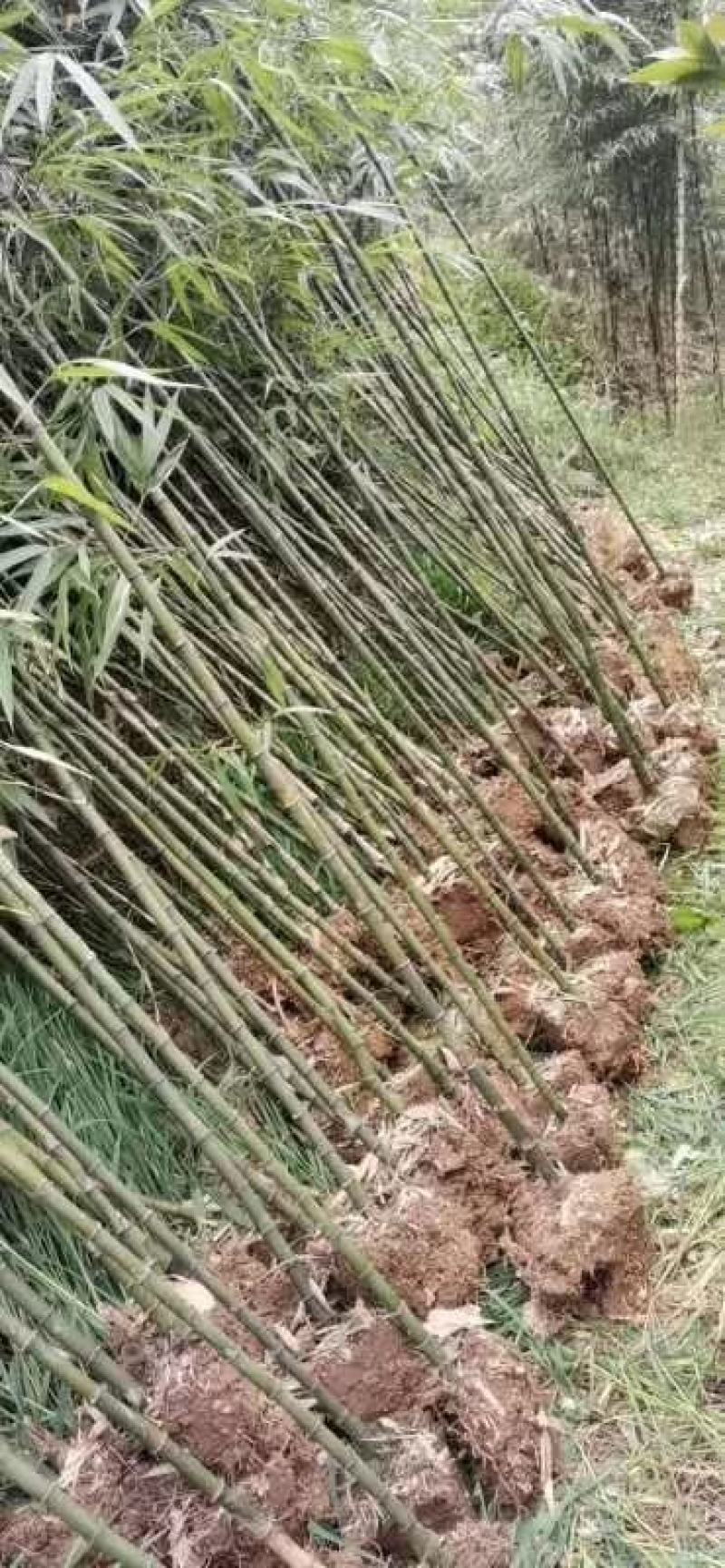 方竹大小规格齐全成都基地供应欢迎考察竹子