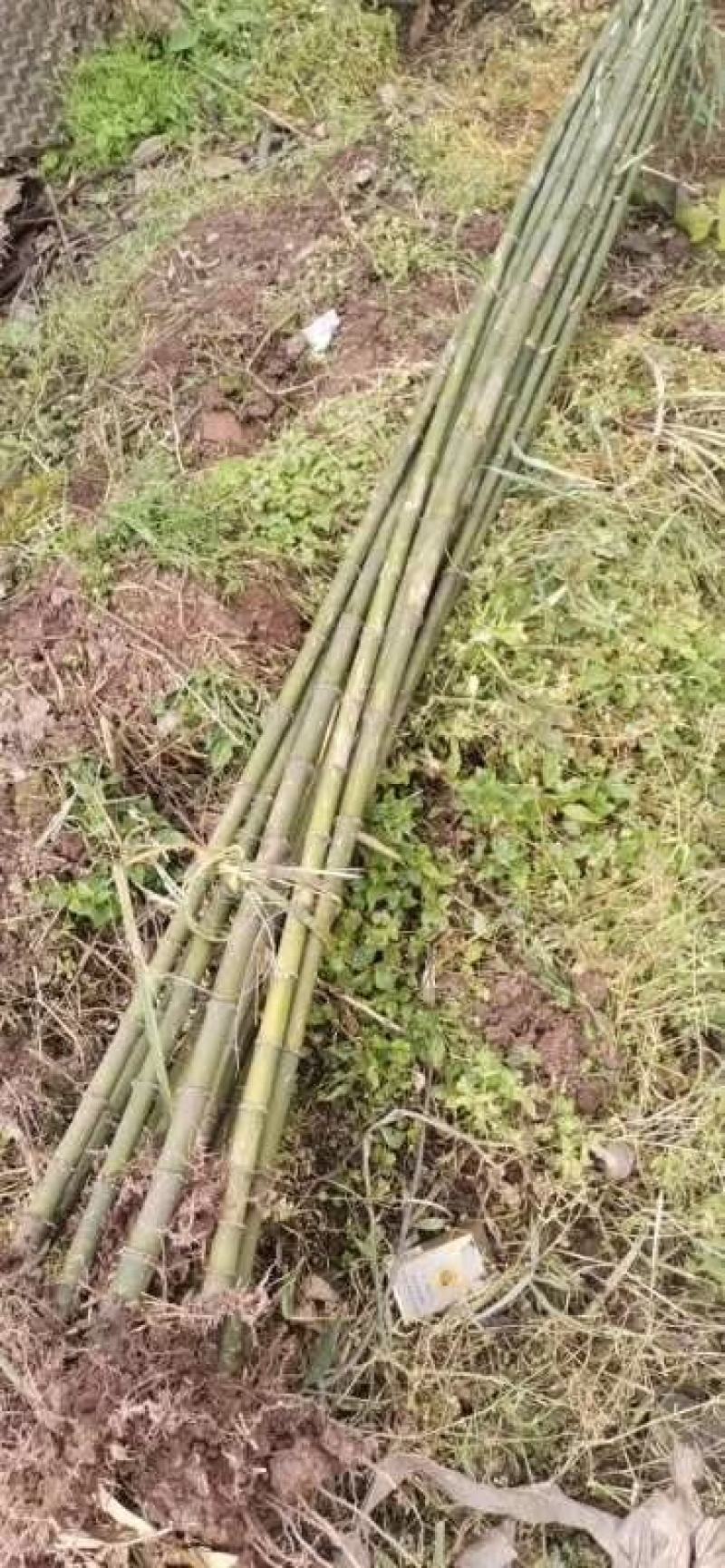 方竹大小规格齐全成都基地供应欢迎考察竹子