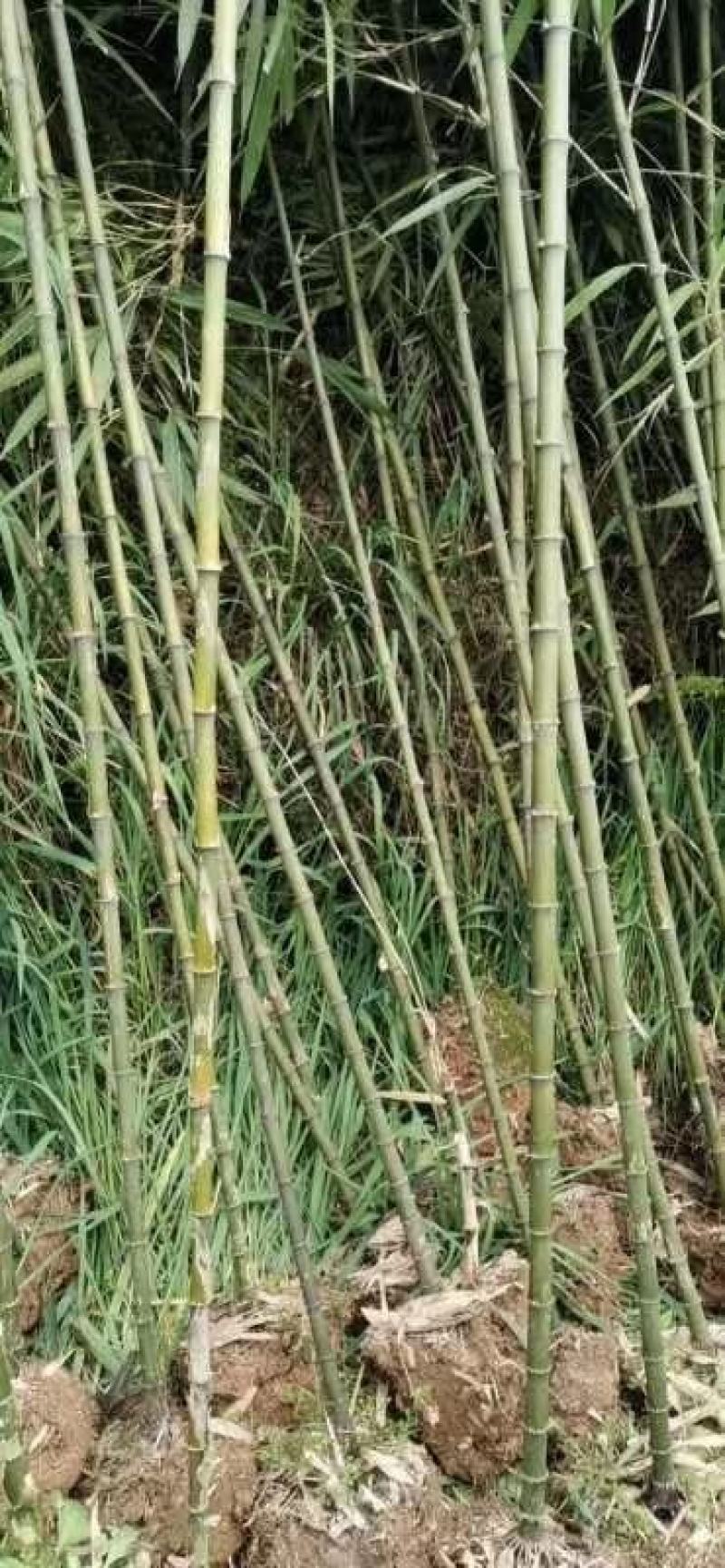 方竹大小规格齐全成都基地供应欢迎考察竹子