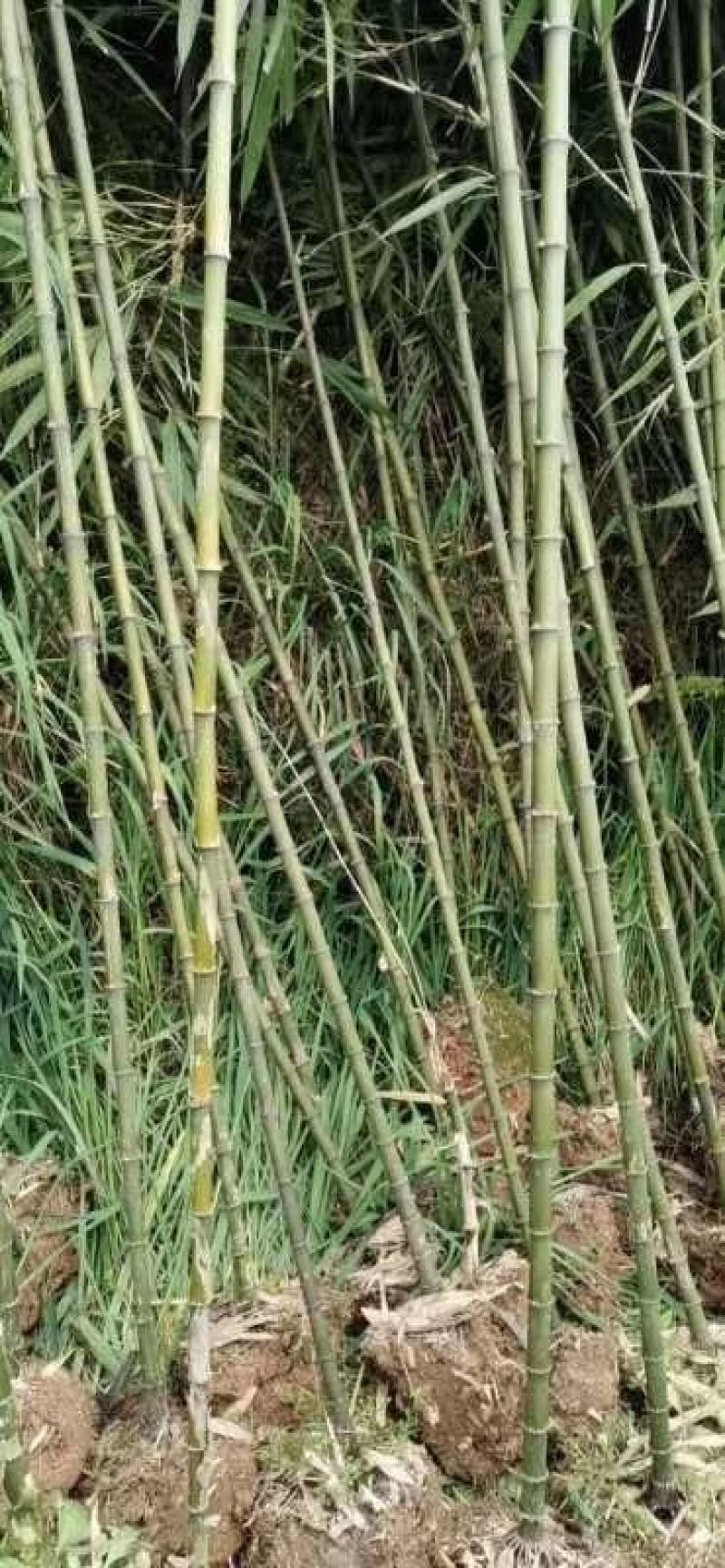 方竹大小规格齐全成都基地供应欢迎考察竹子