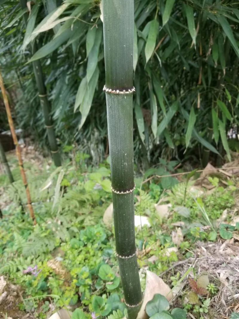 方竹大小规格齐全成都基地供应欢迎考察竹子