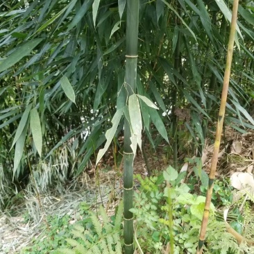 方竹大小规格齐全成都基地供应欢迎考察竹子