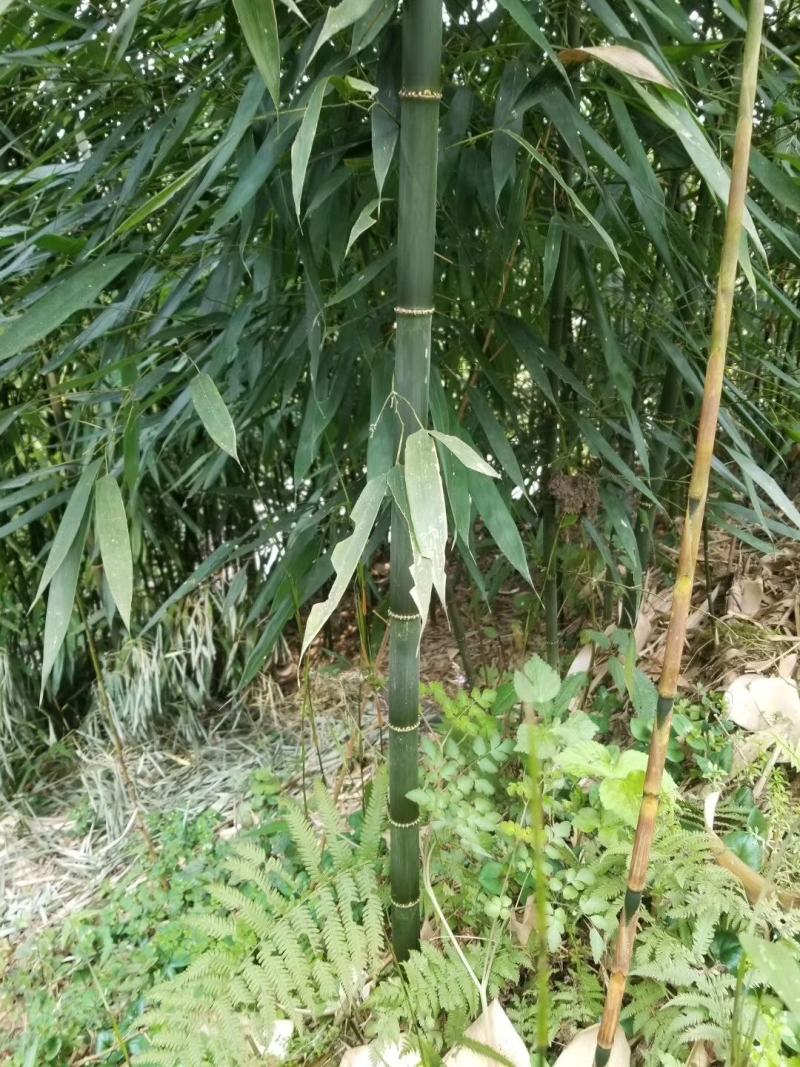 方竹大小规格齐全成都基地供应欢迎考察竹子