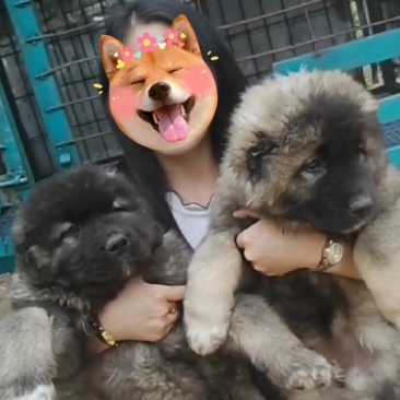 纯种高加索犬大型犬高加索幼犬包邮包成活