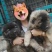 纯种高加索犬大型犬高加索幼犬包邮包成活