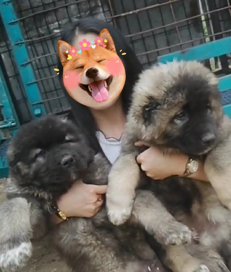 纯种高加索犬大型犬高加索幼犬包邮包成活