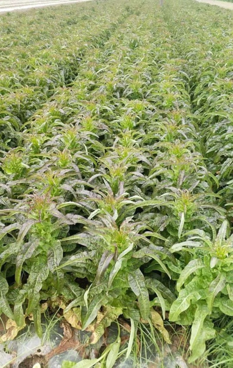 精选莴苣，红叶莴笋，基地直供，发货全国各地，欢迎采购