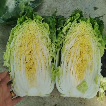 精选，黄心白菜，上量发货，代办代发全国各地，欢迎采购