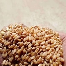 湖北今年新小麦，可代发全国各地，欢迎新老客户采购