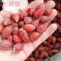山栀子，江西省栀子干货，干度好颜色漂亮，大货供应