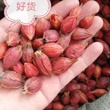 山栀子，江西省栀子干货，干度好颜色漂亮，大货供应
