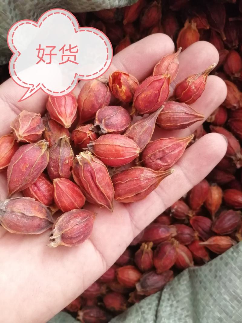 山栀子，江西省栀子干货，干度好颜色漂亮，大货供应
