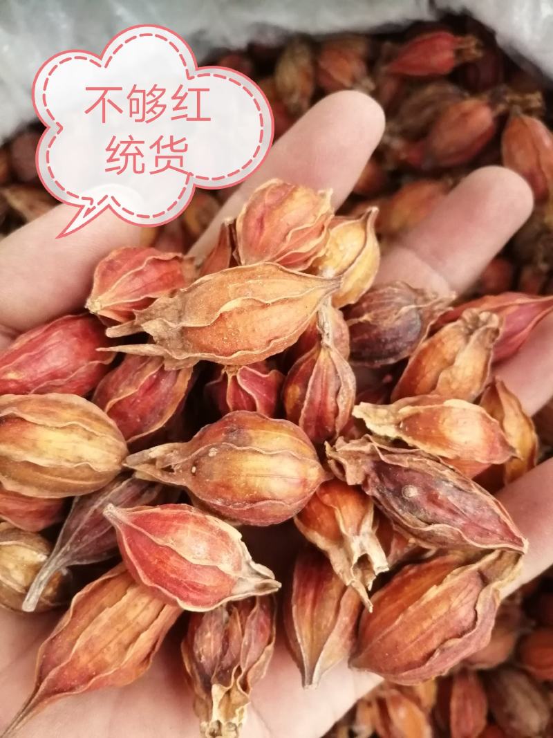 山栀子，江西省栀子干货，干度好颜色漂亮，大货供应