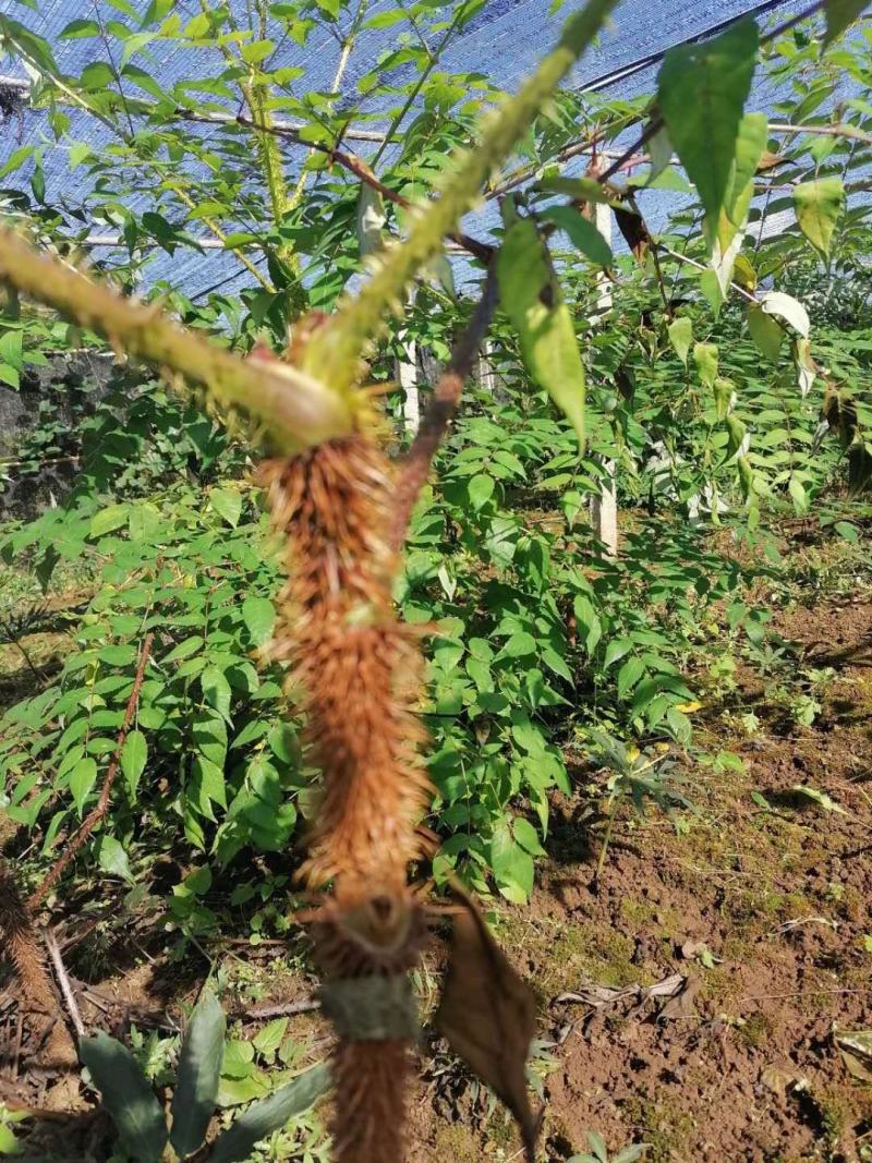 贡椒苗，红剌苗（剌老包），蟠桃苗，黄柏苗，枇苗，梨树苗（