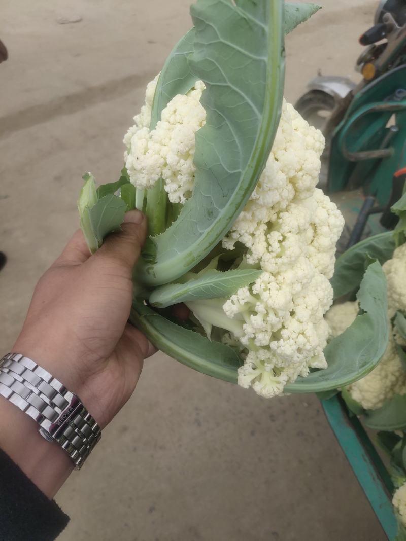花菜，河南花菜，通许有机散花大量上市产地直发，质量保证。