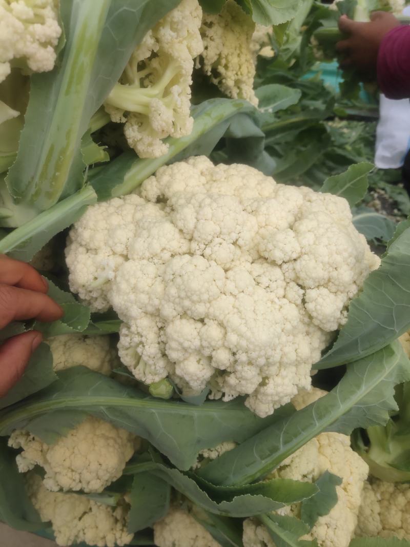 花菜，河南花菜，通许有机散花大量上市产地直发，质量保证。