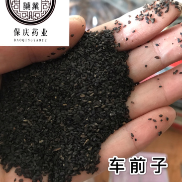 车前子正品无硫车钱子过风车货江西车前子实物拍摄
