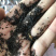 车前子正品无硫车钱子过风车货江西车前子实物拍摄