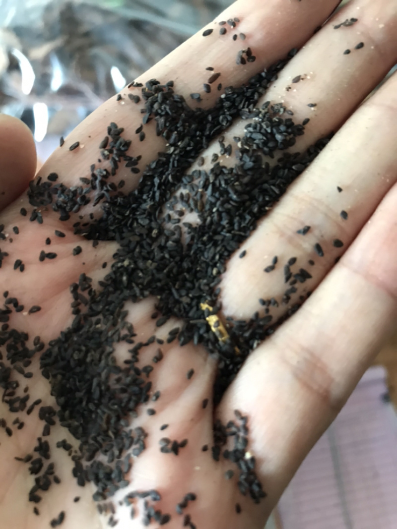 车前子正品无硫车钱子过风车货江西车前子实物拍摄