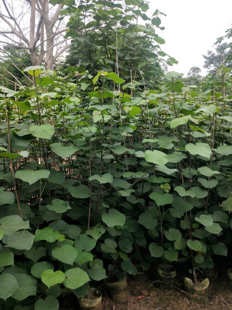 黄槿小苗源头厂家供应