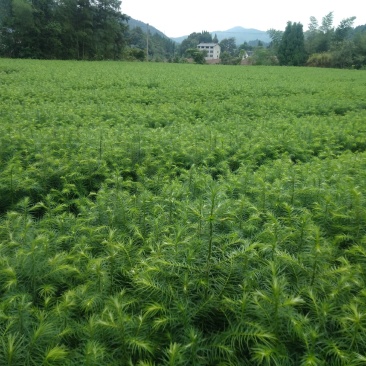 刺杉木苗预售。欢迎欢迎预定