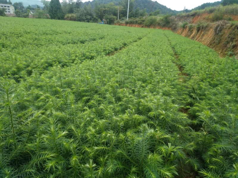刺杉木苗预售。欢迎欢迎预定