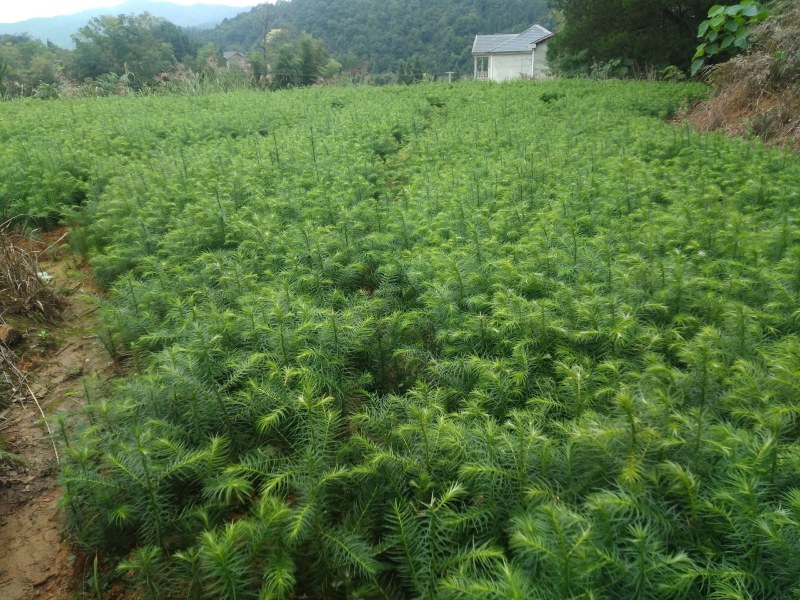 刺杉木苗预售。欢迎欢迎预定