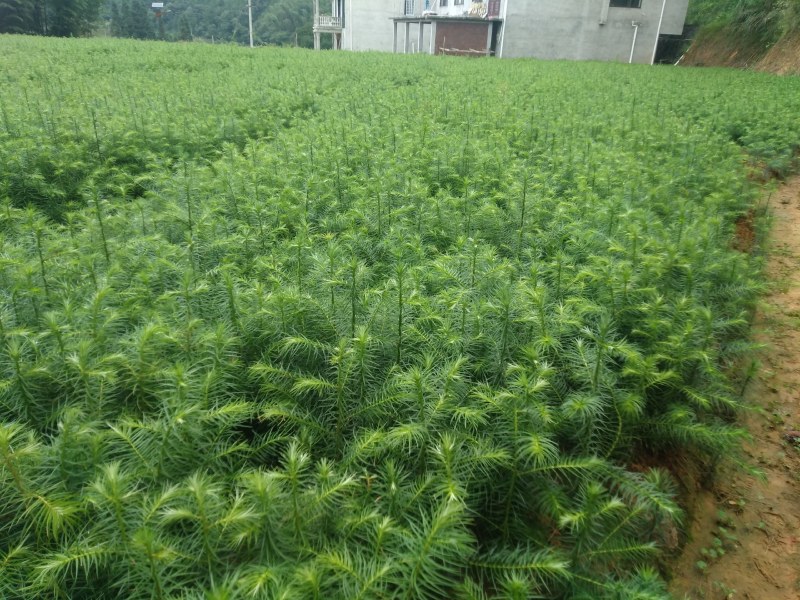 刺杉木苗预售。欢迎欢迎预定