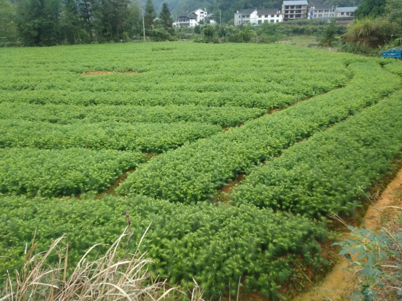 刺杉木苗预售。欢迎欢迎预定