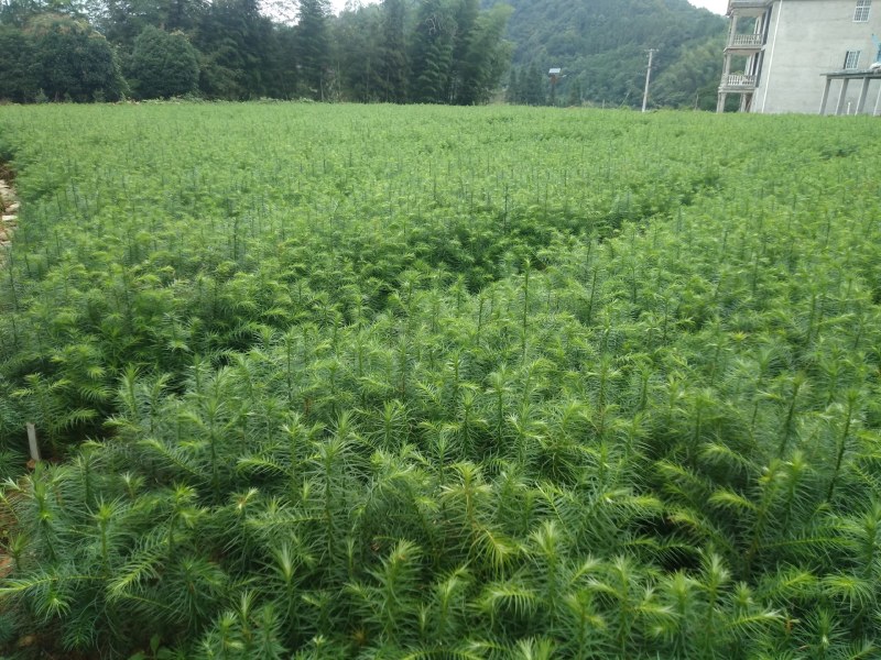 刺杉木苗预售。欢迎欢迎预定