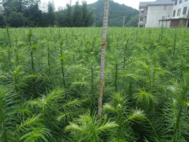 刺杉木苗预售。欢迎欢迎预定