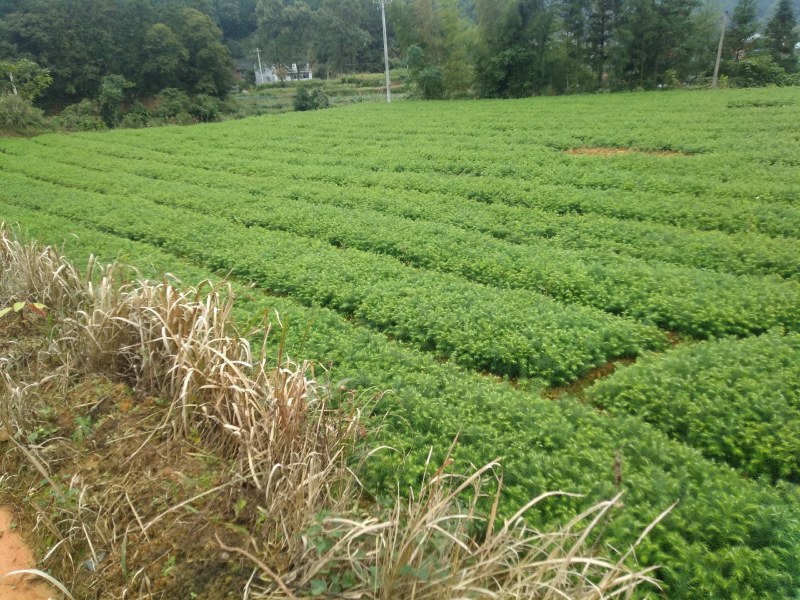刺杉木苗预售。欢迎欢迎预定