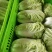 夏阳白菜/货源充足/质量保证/量大从优/产地供应