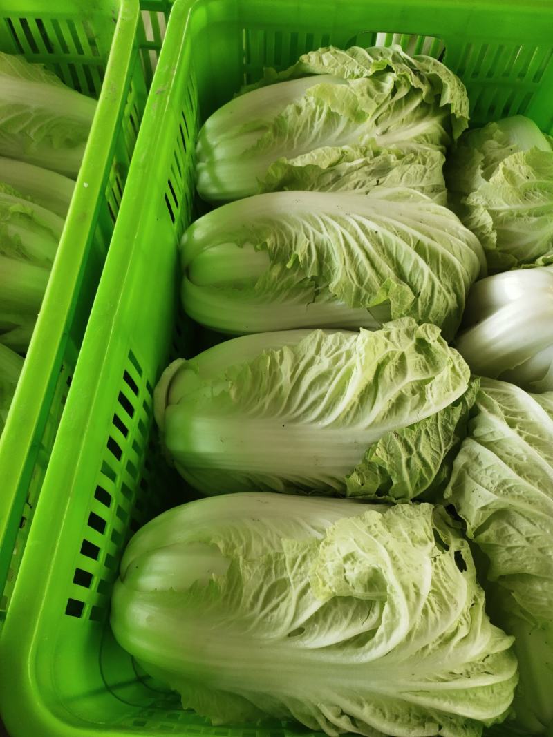 夏阳白菜/货源充足/质量保证/量大从优/产地供应