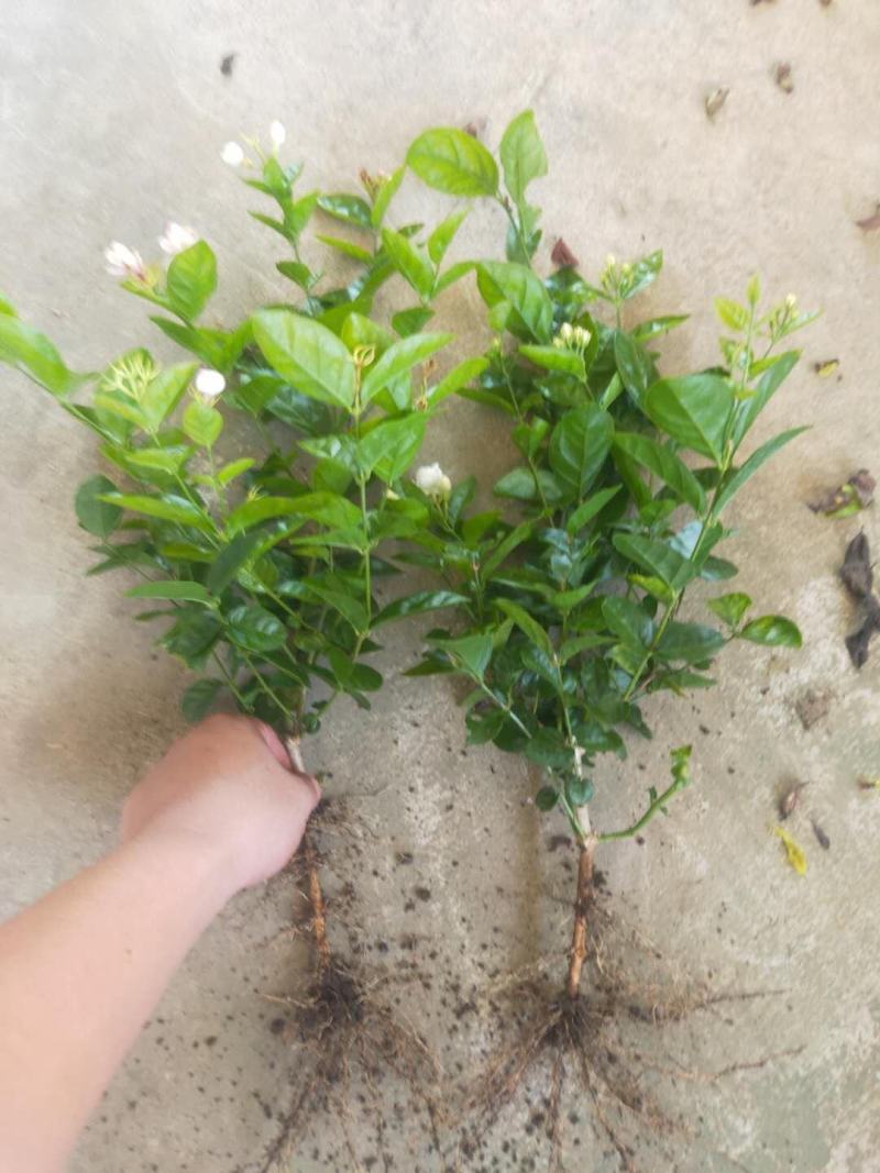 茉莉花茉莉花苗1元一棵基地直销