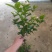 茉莉花茉莉花苗1元一棵基地直销