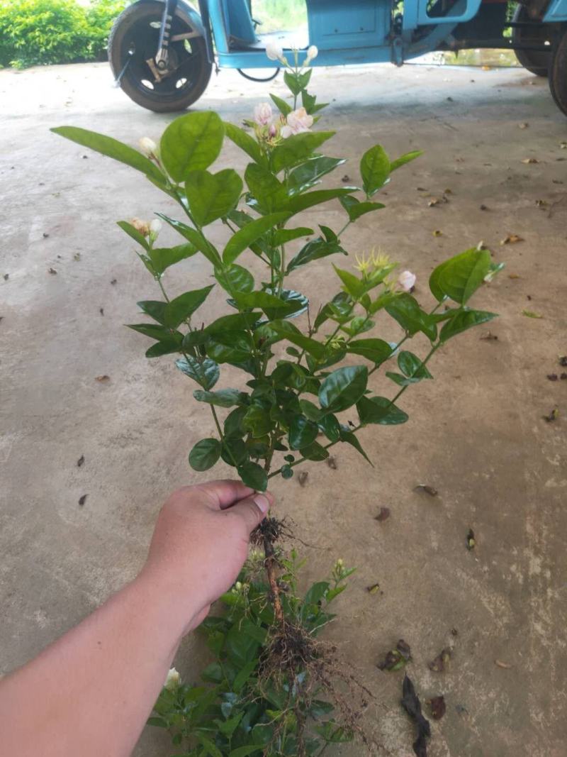 茉莉花茉莉花苗1元一棵基地直销