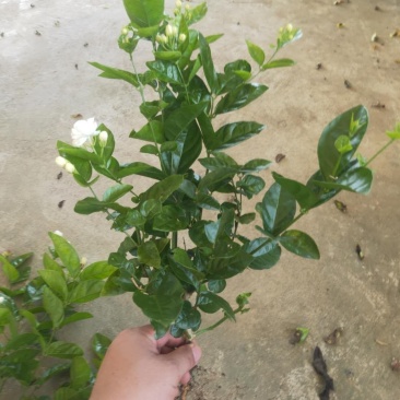 茉莉花茉莉花苗1元一棵基地直销
