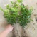 茉莉花茉莉花苗1元一棵基地直销