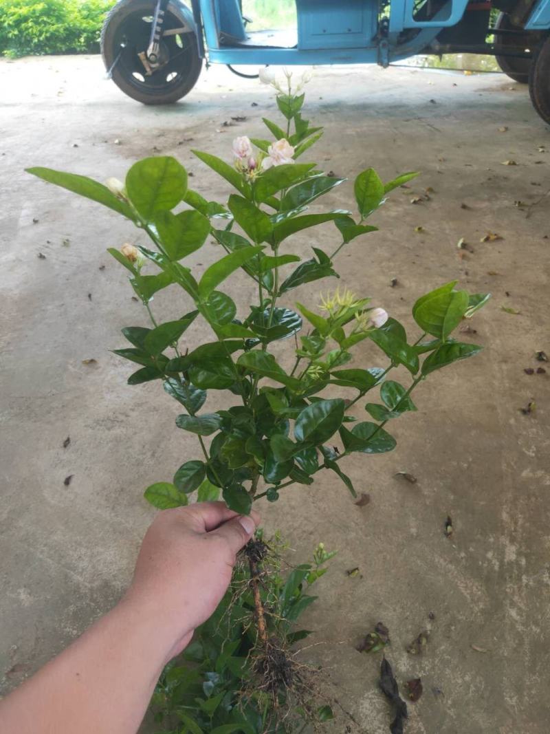 茉莉花茉莉花苗1元一棵基地直销