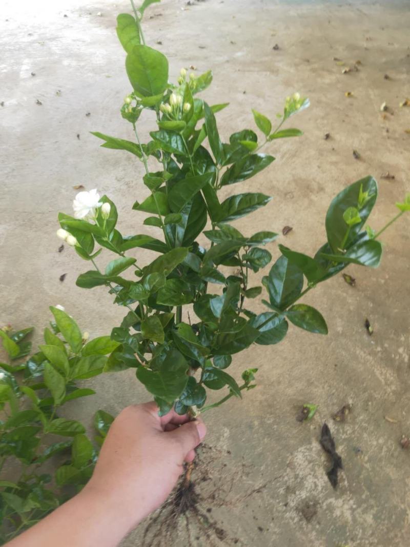 茉莉花茉莉花苗1元一棵基地直销