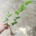 茉莉花茉莉花苗1元一棵基地直销