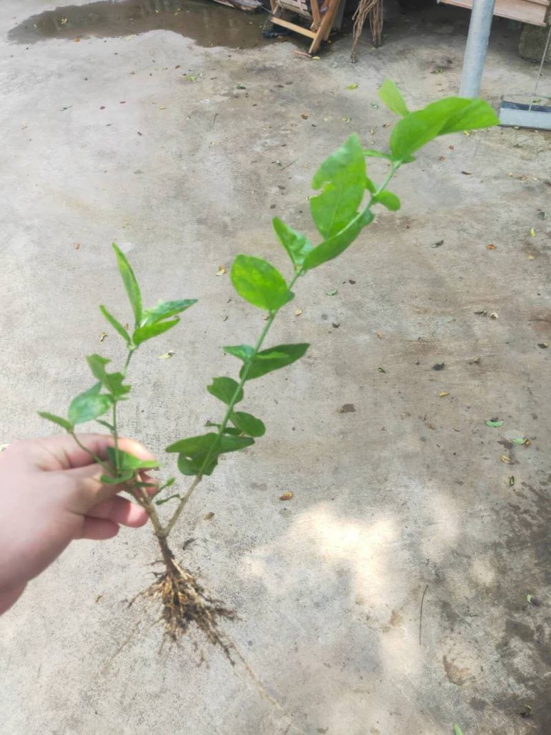 茉莉花茉莉花苗1元一棵基地直销